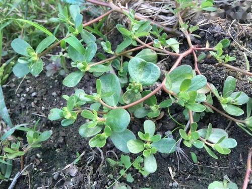 在线青草视频观看免费,免费享受视听盛宴