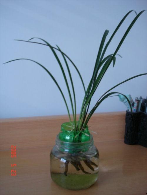 水培兰花视频,轻松养植,绽放自然之美
