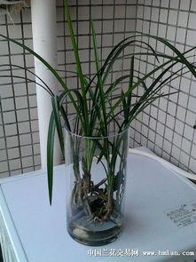 水培兰花视频,轻松养植,绽放自然之美