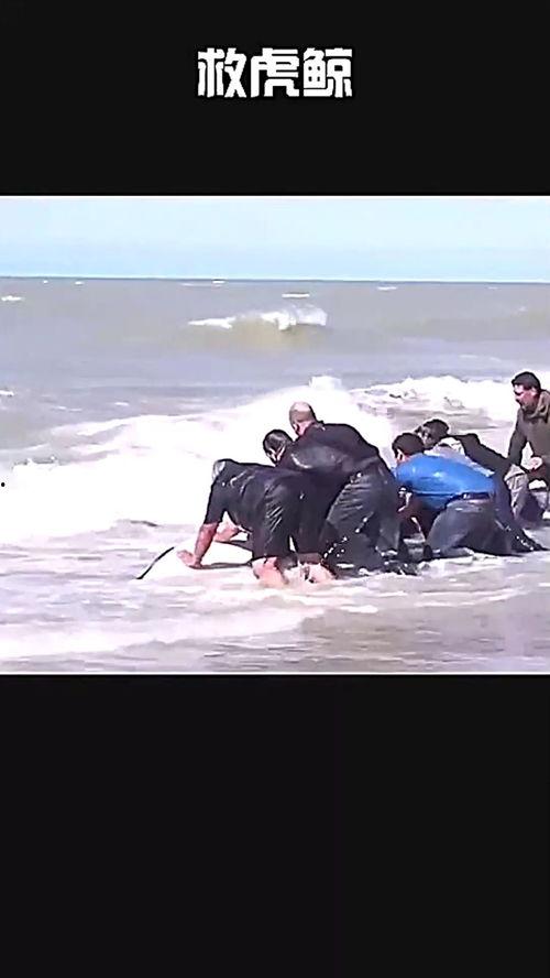 虎鲸救人视频,海洋英雄瞬间感动全网