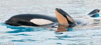 虎鲸救人视频,海洋英雄瞬间感动全网