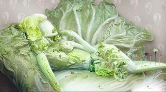 人造白菜视频,科技与自然的完美融合