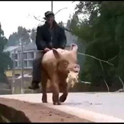 深圳嫦娥被打视频,真相与反思