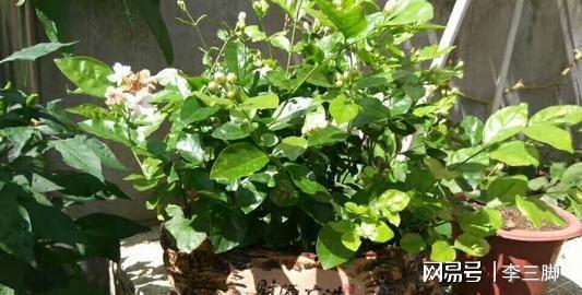 茉莉花的修剪视频,视频教程详解