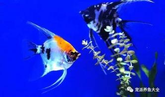 燕子鱼繁殖视频教程